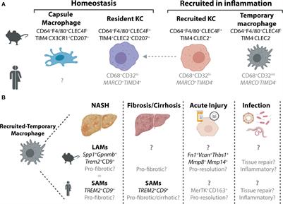 Hepatic Macrophage Responses in Inflammation, a Function of Plasticity, Heterogeneity or Both?